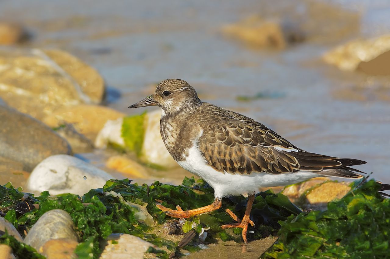 Voltapietre (Arenaria interpres)